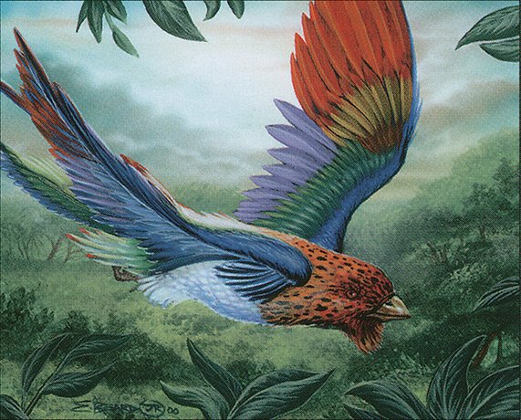 Birds of Paradise