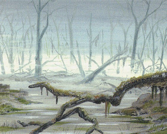 Swamp