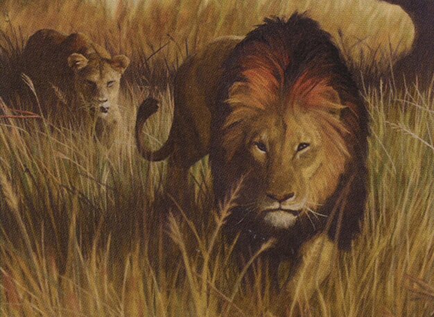Savannah Lions