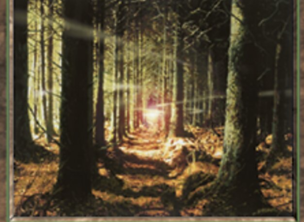 Bosque