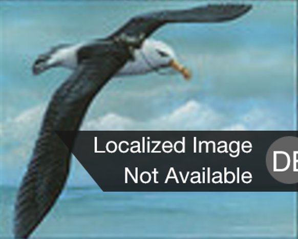 Riesenalbatros