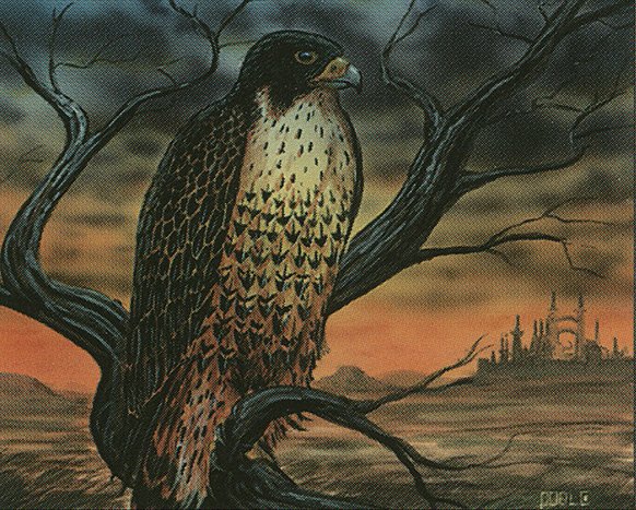 Mesa Falcon