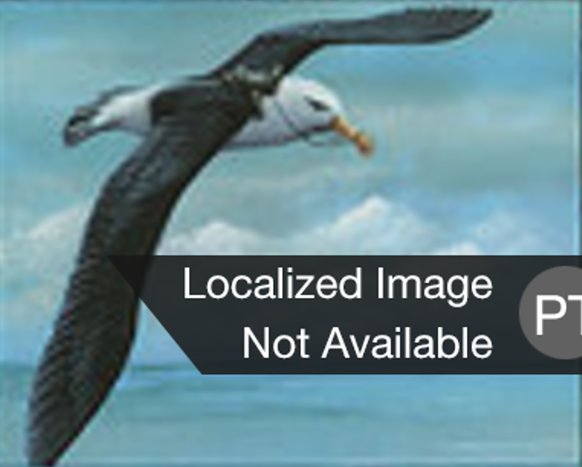Albatroz Gigante