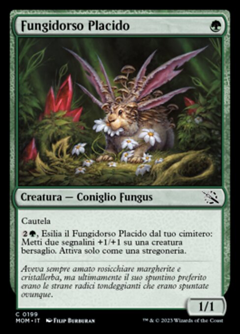 Fungidorso Placido