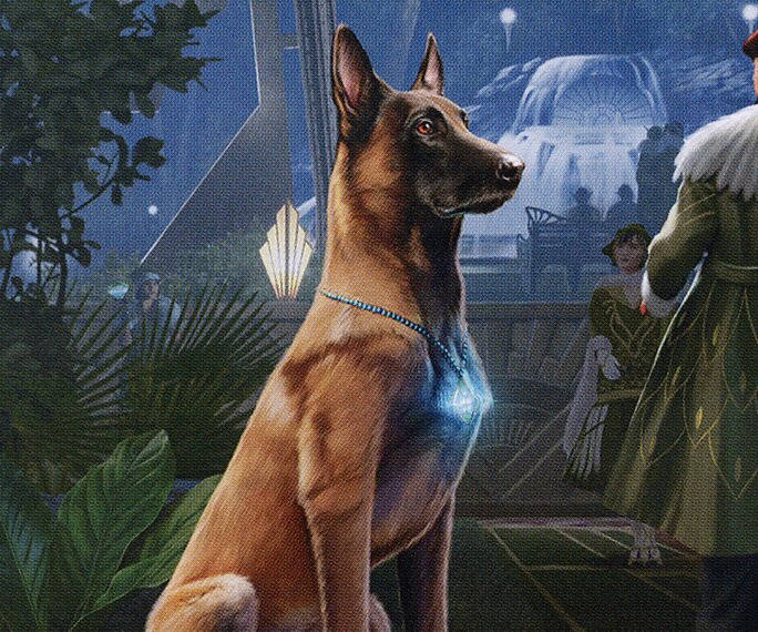 Dog
