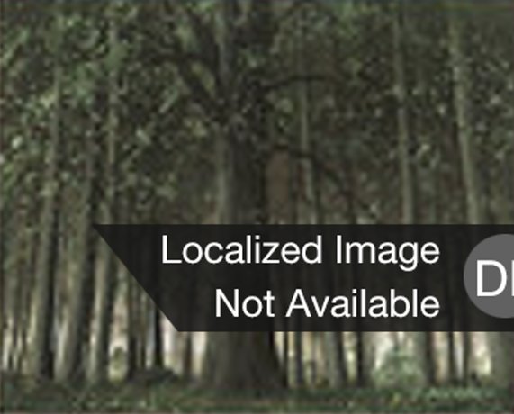 Wald
