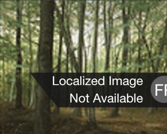 Forêt