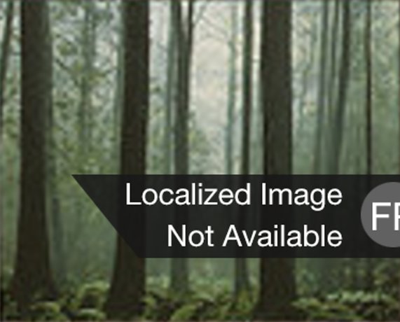 Forêt