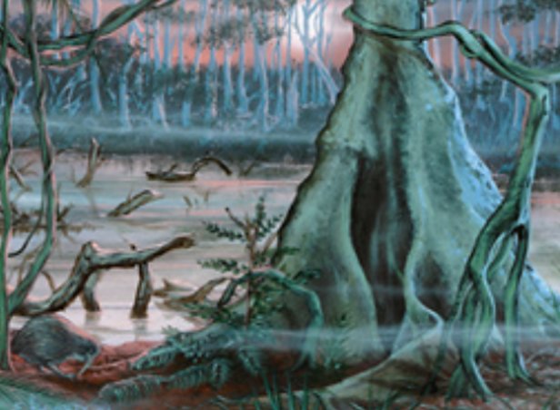 Swamp