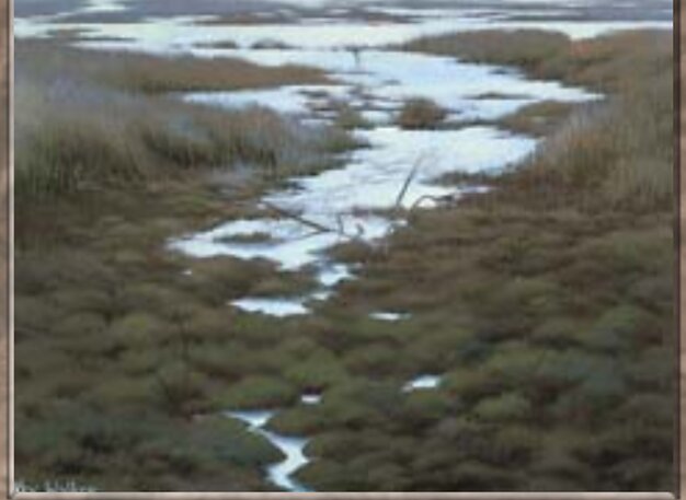 Swamp