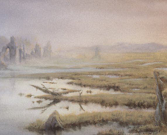 Swamp