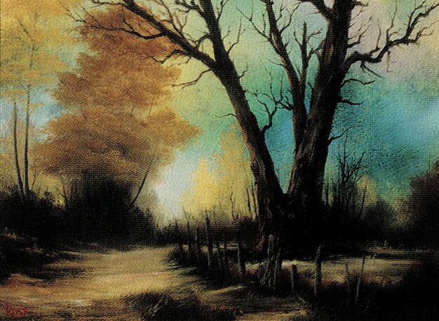 Swamp