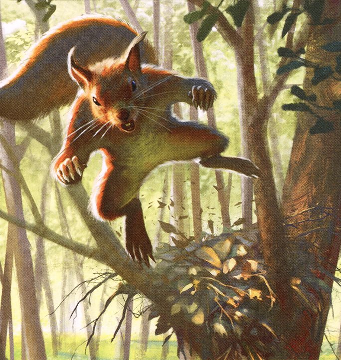 Squirrel