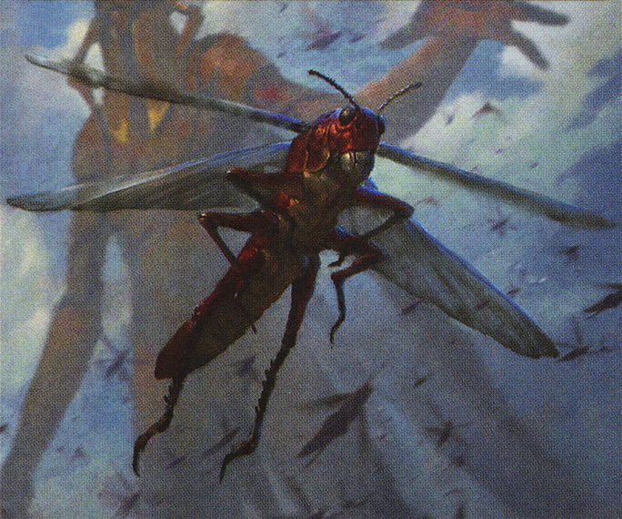 Insect