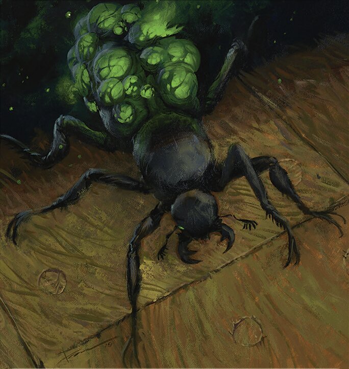 Insect