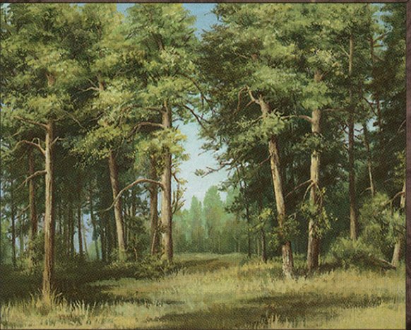 Forest