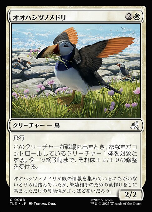 オオハシツノメドリ