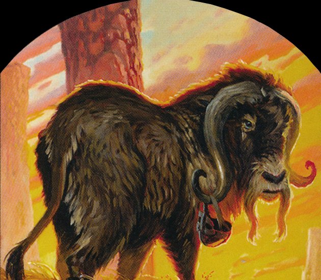 Ox