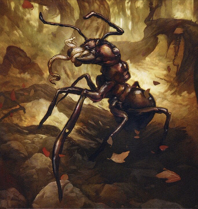 Insect