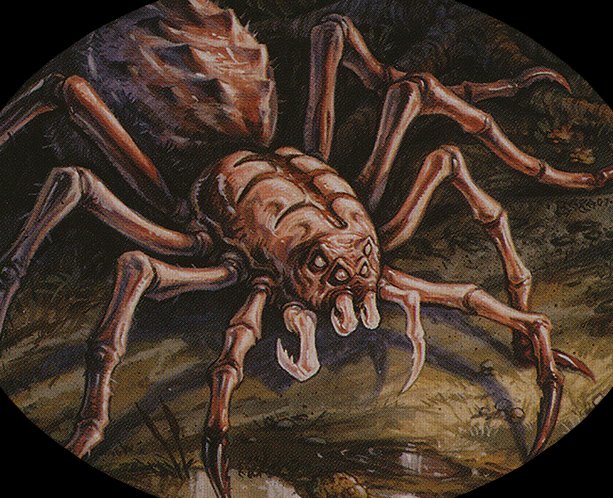 Spider