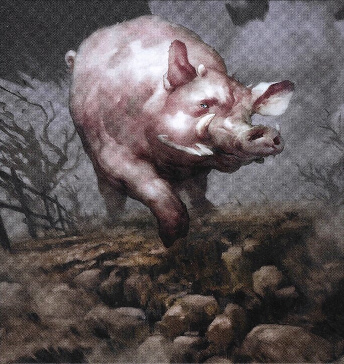 Boar