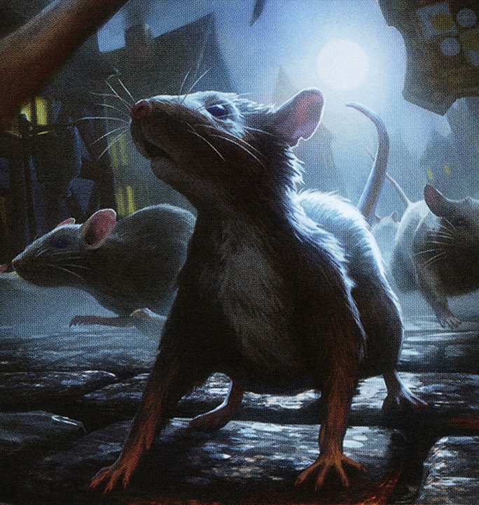 Rat
