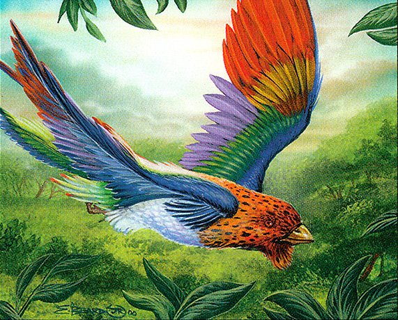 Birds of Paradise
