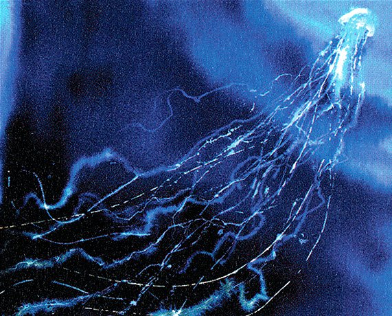 Man-o'-War