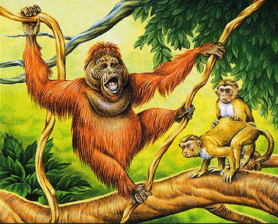 Uktabi Orangutan