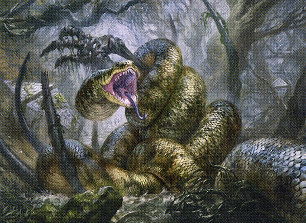 Hagra Constrictor