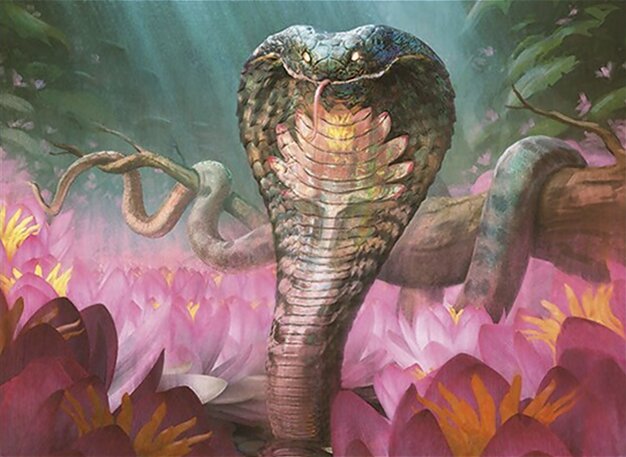 연꽃 코브라